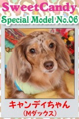 キャンディちゃん