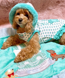 Luna Blue☆ルナブルー】ウーファニー フーディ ドレス | ワンちゃんの