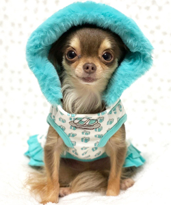 Luna Blue☆ルナブルー】ウーファニー フーディ ドレス | ワンちゃんの