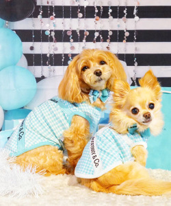 Luna Blue☆ルナブルー】ウーファニー リボン タンク | ワンちゃんの