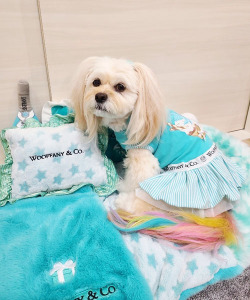 Luna Blue☆ルナブルー】ウーファニー スター ドッグピロー | ワン