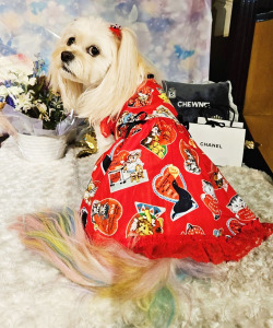 SweetCandy】アイラブユードレス | ワンちゃんのセレクトショップ